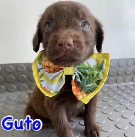 Cachorro ra a Mestiço  idade Abaixo de 2 meses nome Guto 