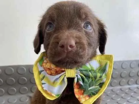 Cachorro ra a Mestiço  idade Abaixo de 2 meses nome Guto 