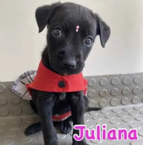 Cachorro ra a Mestiça  idade Abaixo de 2 meses nome Juliana 