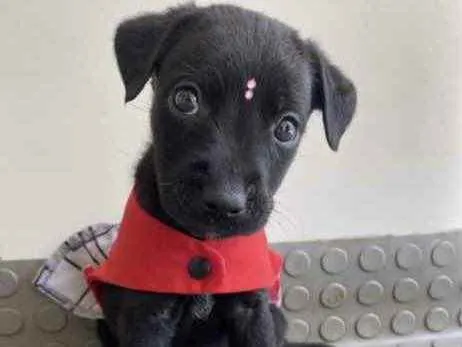 Cachorro ra a Mestiça  idade Abaixo de 2 meses nome Juliana 