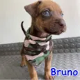 Bruno 