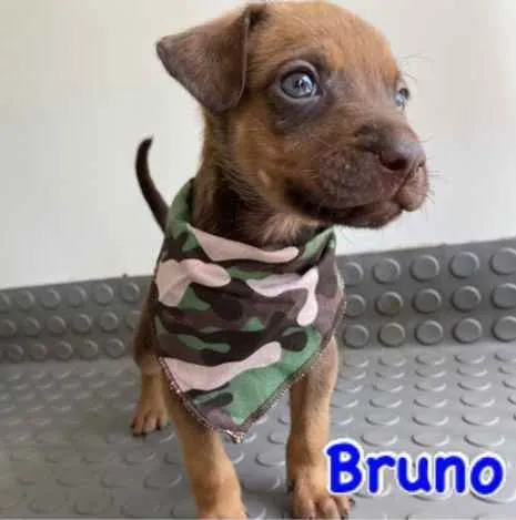 Cachorro ra a Mestiço  idade Abaixo de 2 meses nome Bruno 