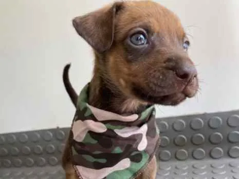 Cachorro ra a Mestiço  idade Abaixo de 2 meses nome Bruno 