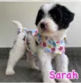 Sarah 