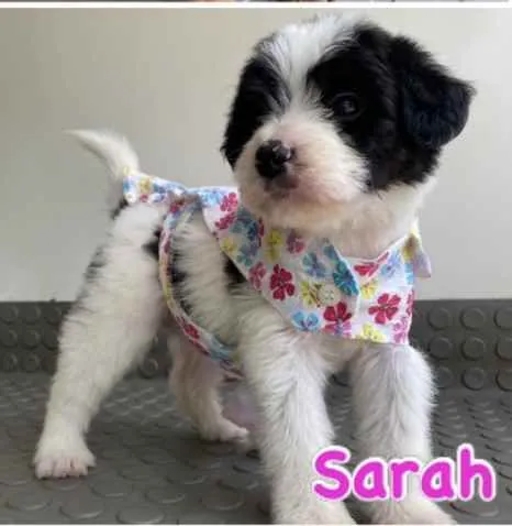 Cachorro ra a Mestiça  idade Abaixo de 2 meses nome Sarah 