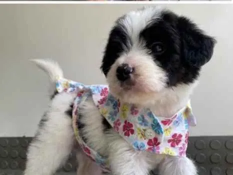 Cachorro ra a Mestiça  idade Abaixo de 2 meses nome Sarah 