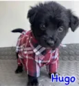 Hugo 