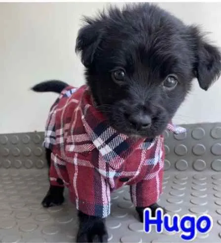 Cachorro ra a Mestiço  idade Abaixo de 2 meses nome Hugo 