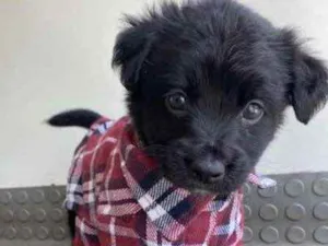 Cachorro raça Mestiço  idade Abaixo de 2 meses nome Hugo 