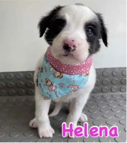 Cachorro ra a Mestiça  idade Abaixo de 2 meses nome Helena 