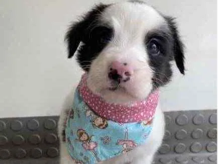 Cachorro ra a Mestiça  idade Abaixo de 2 meses nome Helena 