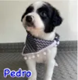 Pedro 