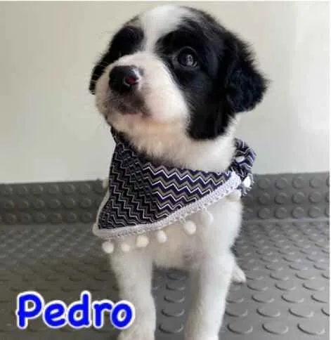 Cachorro ra a Mestiço  idade Abaixo de 2 meses nome Pedro 