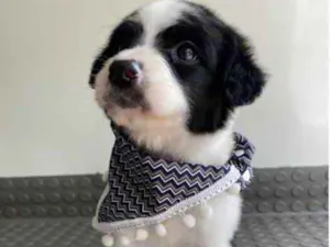 Cachorro raça Mestiço  idade Abaixo de 2 meses nome Pedro 