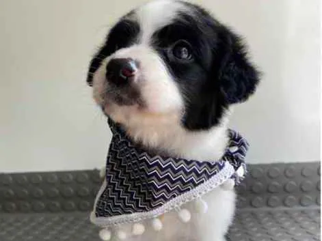 Cachorro ra a Mestiço  idade Abaixo de 2 meses nome Pedro 