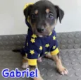 Gabriel 