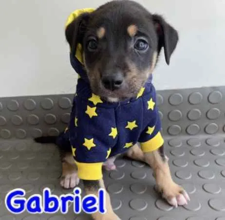 Cachorro ra a Mestiço  idade Abaixo de 2 meses nome Gabriel 
