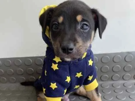 Cachorro ra a Mestiço  idade Abaixo de 2 meses nome Gabriel 