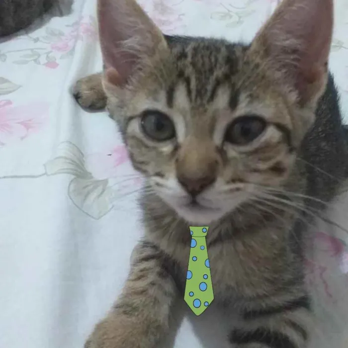 Gato ra a Mestiço  idade 2 a 6 meses nome Nick 