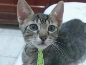 Gato raça Mestiço  idade 2 a 6 meses nome Nick 
