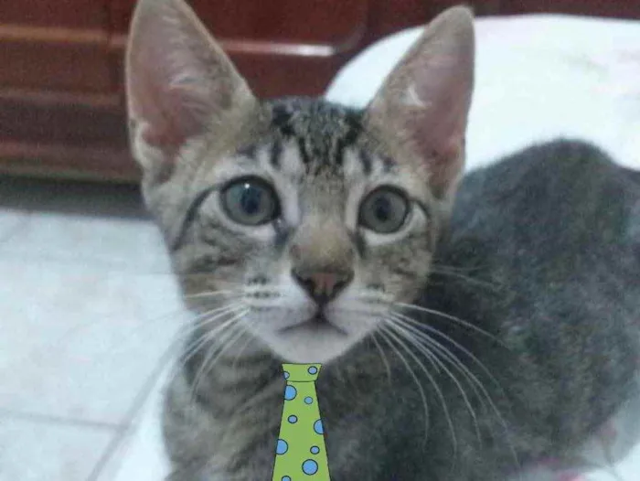 Gato ra a Mestiço  idade 2 a 6 meses nome Nick 