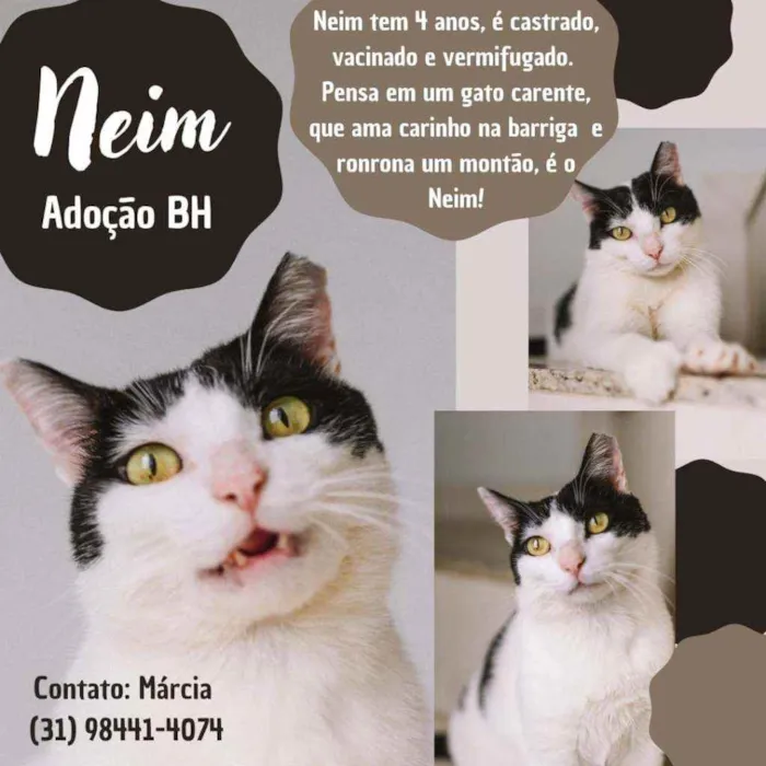 Gato raça Srd idade 4 anos nome Neim