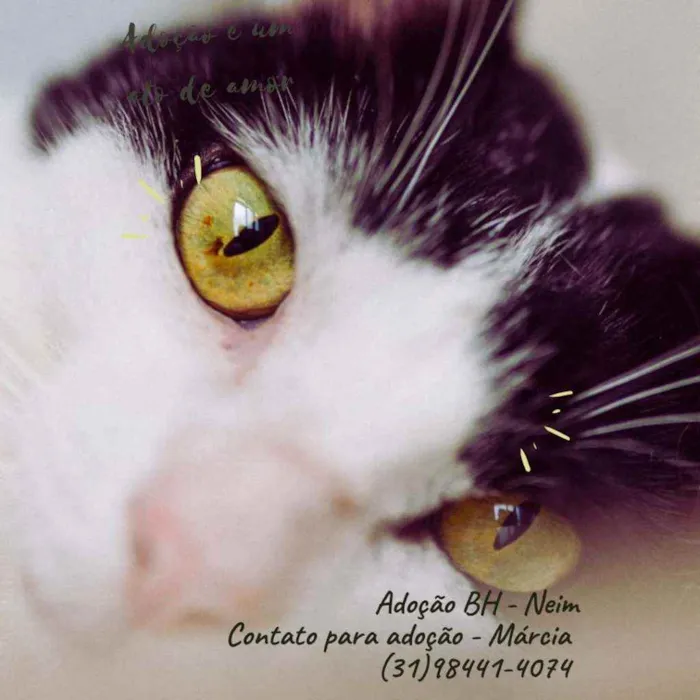 Gato raça Srd idade 4 anos nome Neim