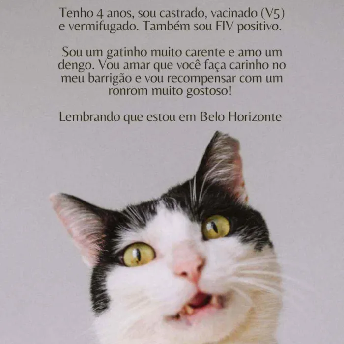 Gato raça Srd idade 4 anos nome Neim