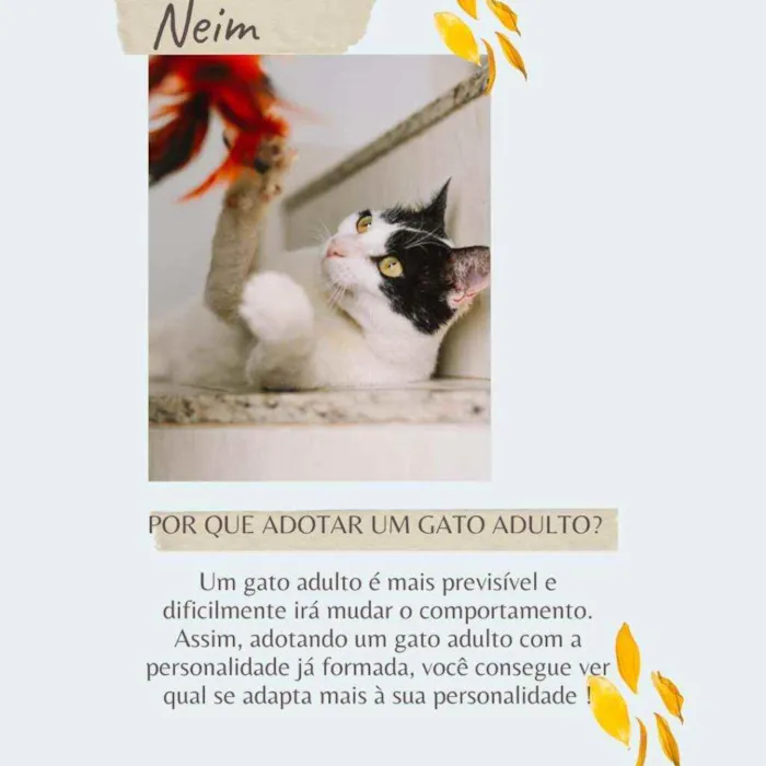 Gato raça Srd idade 4 anos nome Neim