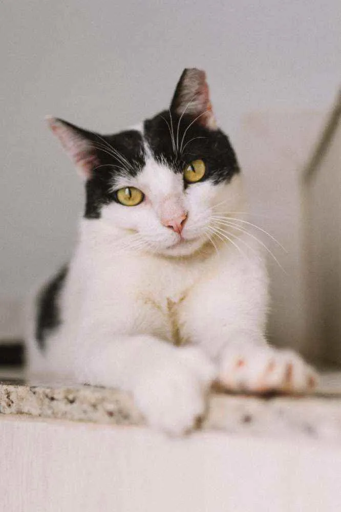 Gato raça Srd idade 4 anos nome Neim