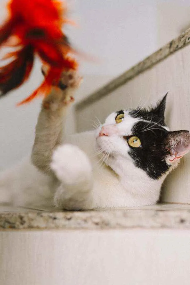 Gato raça Srd idade 4 anos nome Neim