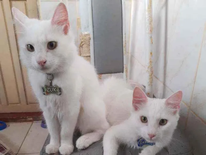 Gato raça Indefinida idade 7 a 11 meses nome Zuk e Zayon