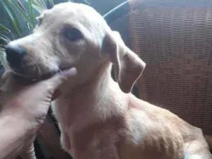 Cachorro raça Viralata idade 2 a 6 meses nome Bela