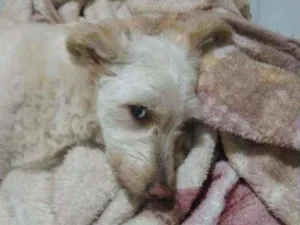Cachorro raça Dog Alemão e ela pudlee idade 3 anos nome Scooby e princesa