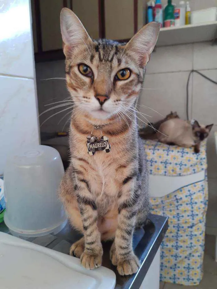 Gato ra a Indefinida idade 7 a 11 meses nome Magrelo