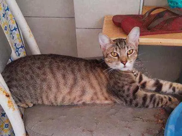 Gato ra a Indefinida idade 7 a 11 meses nome Magrelo