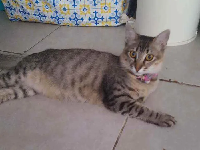 Gato ra a Indefinida idade 7 a 11 meses nome Penélope