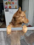 Caramelo