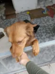 Caramelo