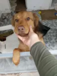 Caramelo