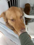 Caramelo