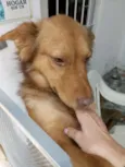 Caramelo