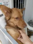 Caramelo