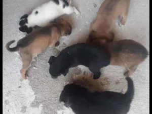 Cachorro raça Viralata idade Abaixo de 2 meses nome Sem nome