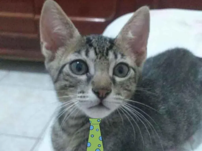 Gato ra a Mestiço  idade 2 a 6 meses nome Nick 