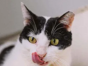 Gato raça Srd idade 4 anos nome Neim