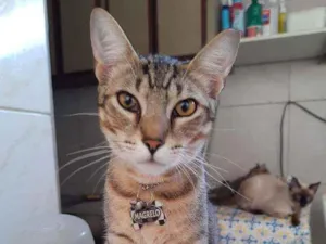 Gato raça Indefinida idade 7 a 11 meses nome Magrelo