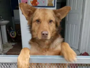 Cachorro raça SRD-ViraLata idade 7 a 11 meses nome Caramelo