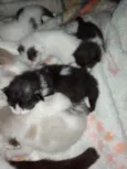 Gatinhos e gatinhas.