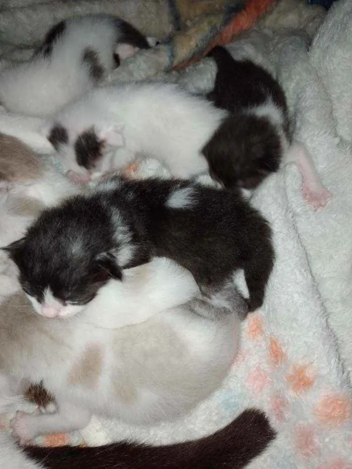 Gato ra a Srd idade Abaixo de 2 meses nome Gatinhos e gatinhas.